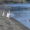 Cigni-reali-al-lago-600x338